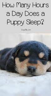 Your puppy's crate should be a positive, safe place for your little one. How Many Hours A Day Do Puppies Sleep