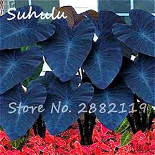Learn how to grow and care for elephant ears, plus discover 7 great varieties by jenny andrews. 20 Pcs Heirloom Alocasia Macrorrhiza Seed Rare Green Giant Taro Perennial Flower Elephant Ears Sale Home Garden Plants Easy Grow 4 Buy Online In Sweden At Sweden Desertcart Com Productid 52607191