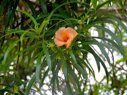 Image result for Cascabela