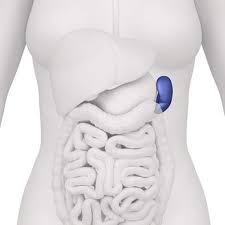 Pin En Estomago Bazo Y Pancreas La Tierra
