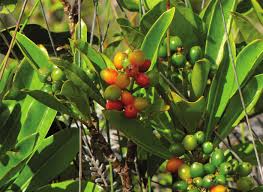 Image result for Psychotria djumaensis