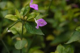 Image result for Dicliptera minor