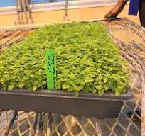 UMD explores nettle as a functional food for obesity ...