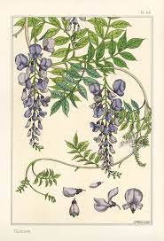 Eugene Grasset Pochoir Prints 1896 Botanical Drawings Botanical Illustration Flower Illustration