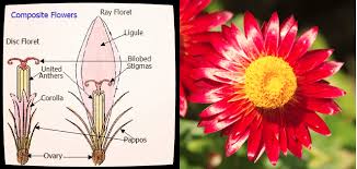 Image result for Dictyophleba lucida