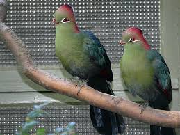 Image result for Turraea fischeri