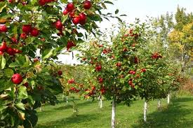 Plant a fruit tree today to start growing your own healthy and. Delectable And Flavorsome Apple Fruit Trees For Sale