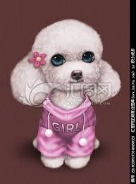 萌宠狗卡通狗手绘明信片 teddy bear teddy bear