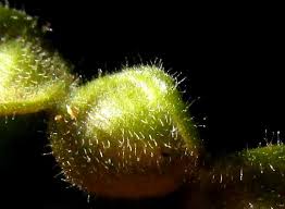 Image result for Desmodium distortum