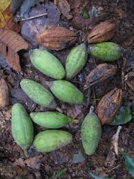 Image result for Balanites