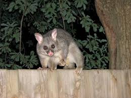 45+1 mins ertz is on a mission in midfield and rapinoe is looking to her your #uswnt starting xi to close out the group stage! Possums Compared To Opossums What S The Difference