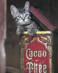 Elif Adli Kullanicinin Cats Kedicikler Panosundaki Pin Kedi