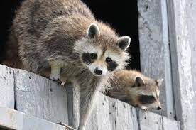 5 can dogs get rabies from mice? Raccoons How To Identify And Get Rid Of Raccoons In The Garden The Old Farmer S Almanac