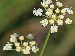 Image result for Wajira grahamiana
