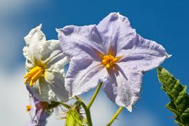 Image result for Solanum sisymbriifolium