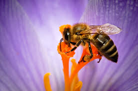 See more ideas about bee, bee keeping, save the bees. Macro Photography Of Bee On Flower Hd Wallpaper Wallpaper Flare