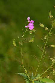 Image result for Alysicarpus zeyheri