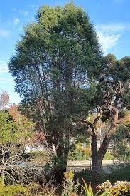 Image result for Cyphia mazoensis