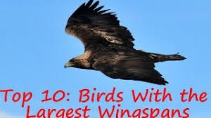 Check spelling or type a new query. Which Bird Has The Widest Wingspan The Biggest