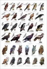 New Best Molluscs 2019 Amphibians Animalsandpetsupplies Annelid Arthropods Birdsupplies Birds Catbreeds Birds Of Prey Uk Pet Birds Birds Of Prey