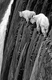 Amazing Life Animales De La Naturaleza Animales Animales Asombrosos