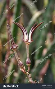 Image result for Ceropegia filipendula