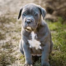 What most pet owners mistake as a white dog is. Cane Corso Colors The Rarest Colors Patterns