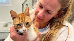 Sudbury cat missing for five years turns up two miles away