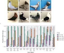 An allelic series at the EDNRB2 locus controls diverse piebalding patterns  in the domestic pigeon | bioRxiv