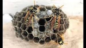 When you have a beehive in your backyard, you worry about getting stung every time you step outside your backdoor. How To Get Rid Of A Small Beehive