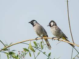 صوت البلبل اجمل انغام الطبيعة قائمة منوعة لتغريده طيور العرب bulbul animals