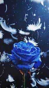 Wallpapers hd, blue sky wallpaper android, blue sky wallpaper apk, blue sky anime wallpaper photo club dundee, blue sky photo frame desk pad, sky blue dress images, blue sky photo editor images panama city, blue sky plant images, sky blue plain images, sky blue rose photos, sky. Sky Blue Rose Wallpapers