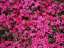 Rosa teppich phlox (phlox subulata) an einer straße in nikko japan. Teppich Flammenblume Scarlet Flame Beste Sorten Stauden Wissen