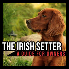 Click the irish setter coloring pages to view printable version or color it online (compatible with ipad and android tablets). The Irish Setter A Guide For Owners Pethelpful