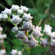 Image result for Parthenium