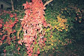 It can have lovely red leaves part of the year and many unsuspecting city people take rides in the country and pick lovely bouquets of them every year. Poison Ivy Vs Virginia Creeper What S The Difference Shorebread