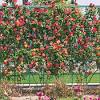 Tangerine skies climbing rose for sale. 1
