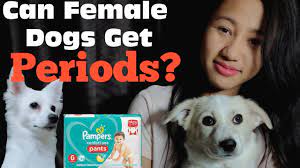 Can Female Dogs Get Periods Kulotobaby And Rio Vlog 7 Talking Dogs In Hindi Youtube