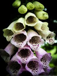 Image result for Digitalis purpurea alba/ red spots