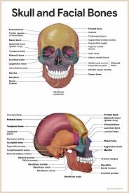 Bones store calcium and release some into the bloodstream when it's needed by other parts of the body. Skeletal System Anatomy And Physiology Nurseslabs