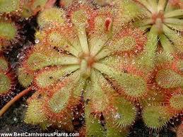 Image result for Drosera dielsiana