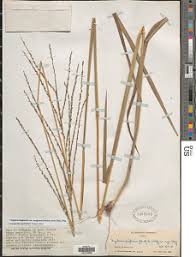 Image result for Digitaria diagonalis
