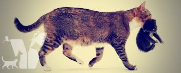 kedi dogumu bittigi nasil anlasilir kedi hayvanlari blog