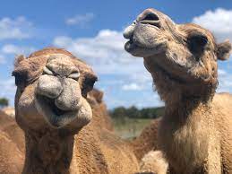 Captain fantastic and the brown dirt cowboy. Camel Cuddles And Anyways