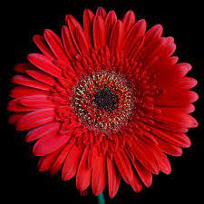 Super Duper Daisy Red Roses Wallpaper Wonderful Flowers Beautiful Flowers Wallpapers
