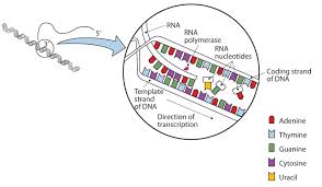 97 worksheet on dna rna and protein synthesis answer key. 23 7 Dna Replication The Double Helix And Protein Synthesis Chemistry Libretexts