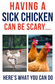We did not find results for: Wondering How To Help A Sick Chicken With Diarrhea What About What To Feed A Sick Chicken You Ll Als Sick Chicken Chickens Backyard Raising Backyard Chickens
