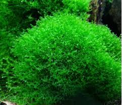 Pellia Moss Monosolenium Tenerum Bitki Aquascaping Akvaryum