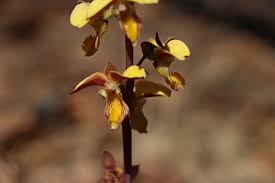 Image result for Eulophia tuberculata