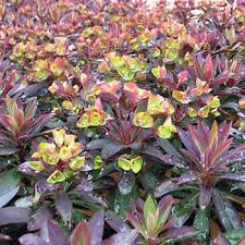 Image result for Euphorbia lissosperma